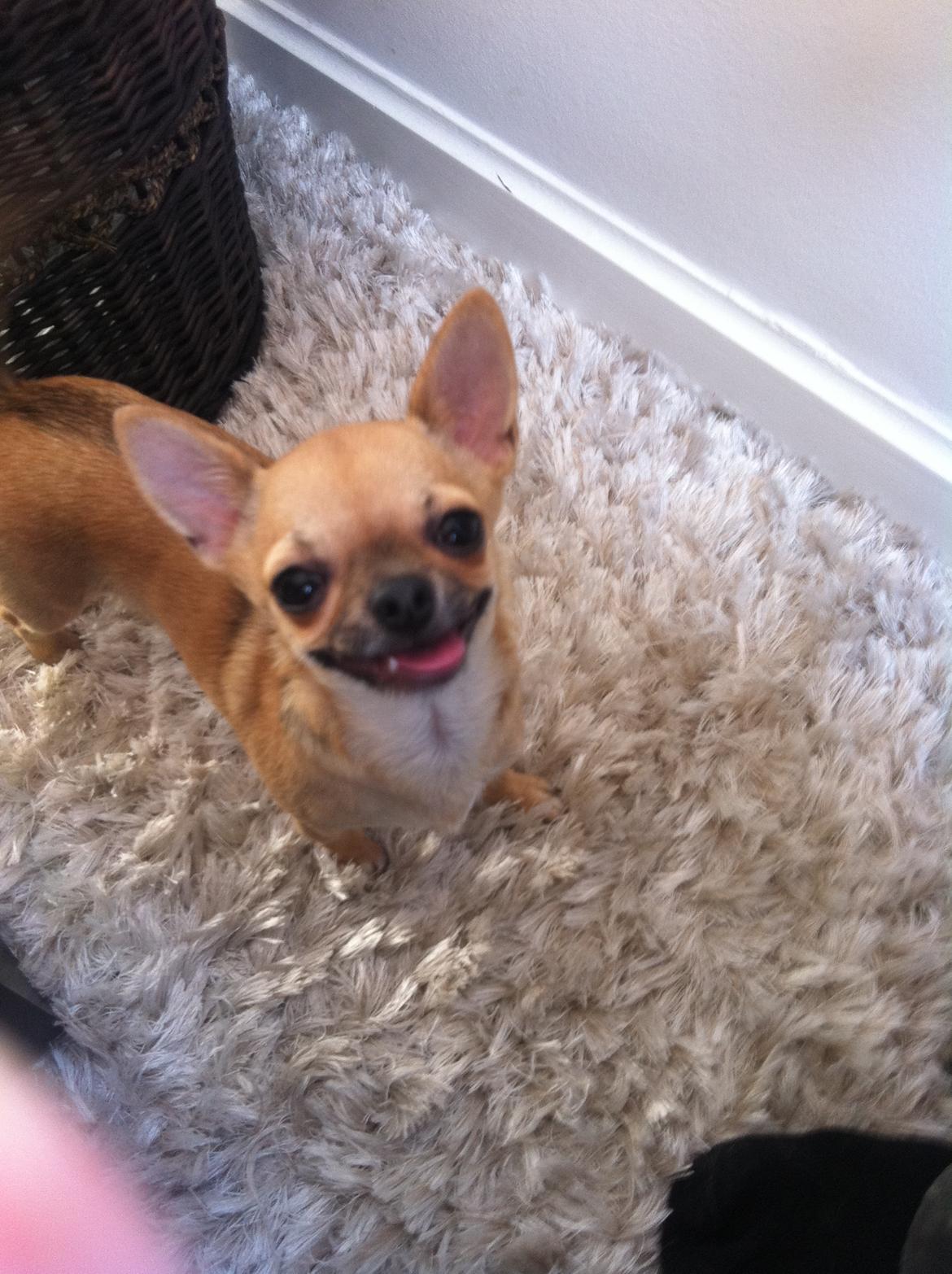 Chihuahua Chikka - Hey, jeg er klar på leg, kom nu ! billede 6