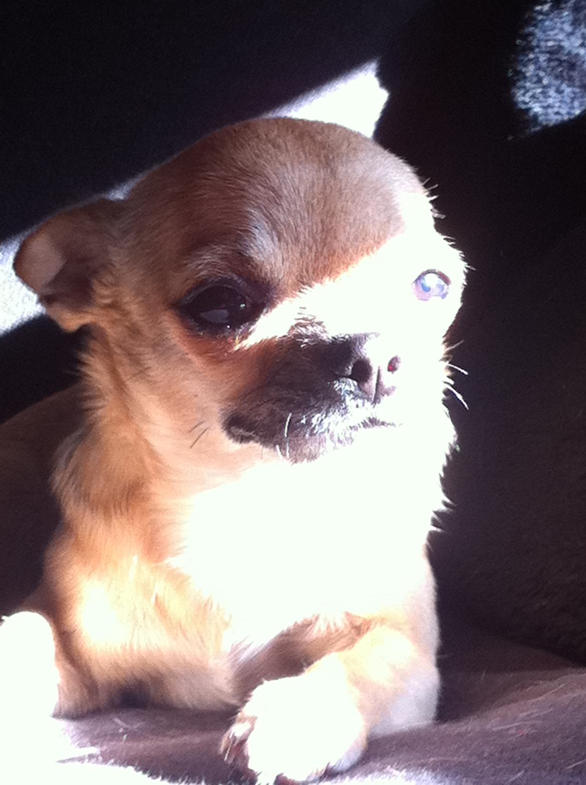 Chihuahua Chikka - Close up !!! billede 7