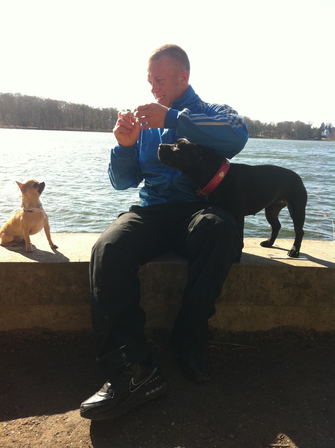 Chihuahua Chikka - At aflevere den godbid far, jeg sidder jo pænt ! billede 8