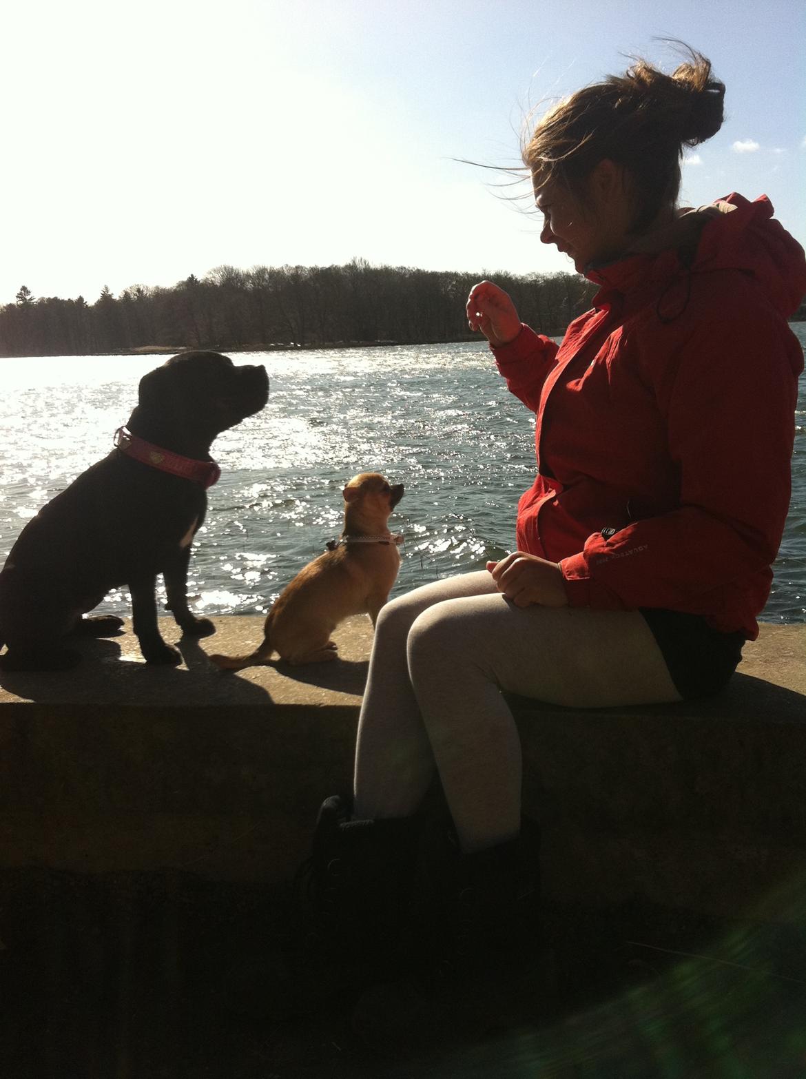 Chihuahua Chikka - Kom så med den !! billede 9