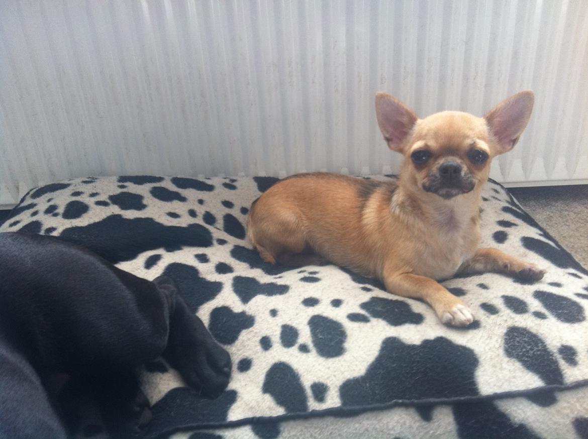 Chihuahua Chikka - Ligger lige og slapper. billede 10