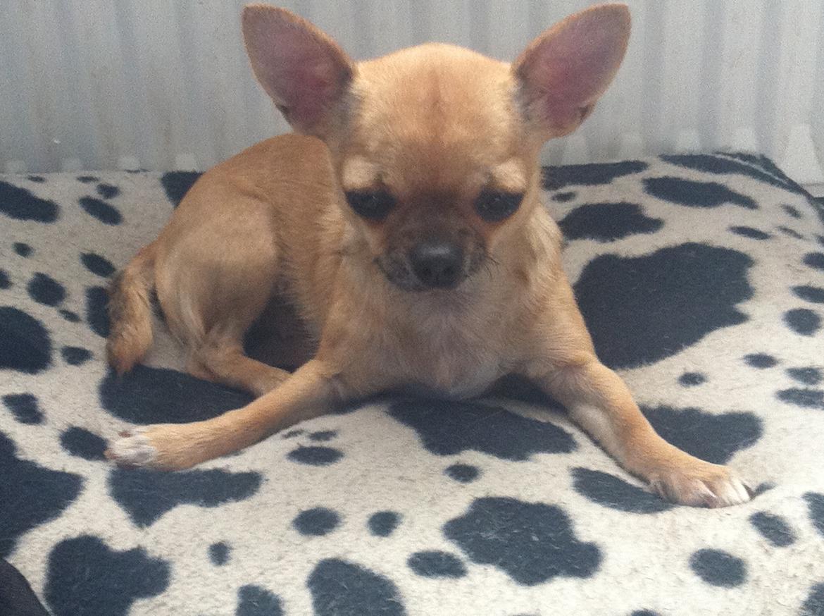 Chihuahua Chikka - Træt efter laang tur billede 11