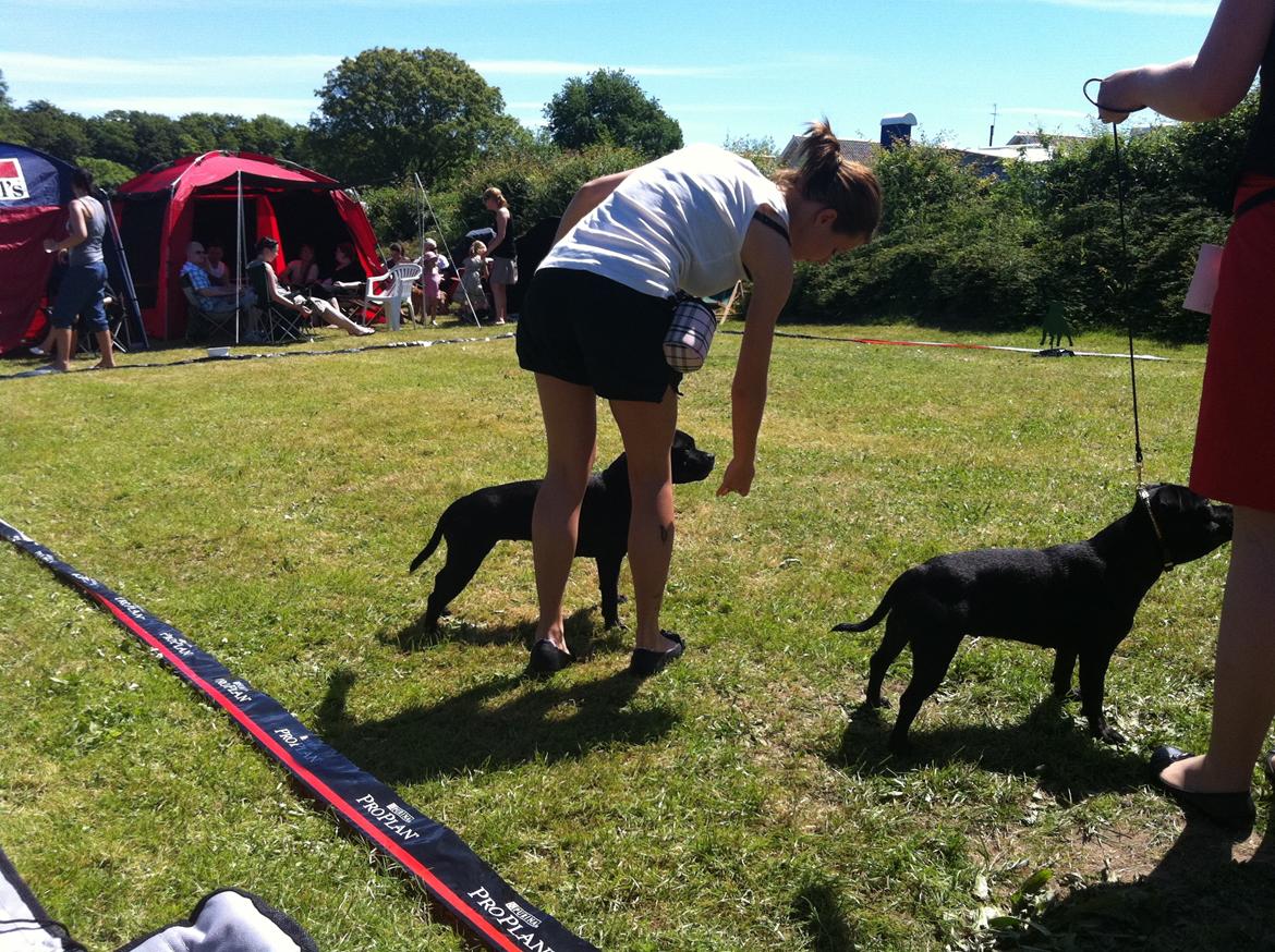 Staffordshire bull terrier Purestaffs Bright Hope Mi - SBT skue 2011 

- Bedste hoved billede 11