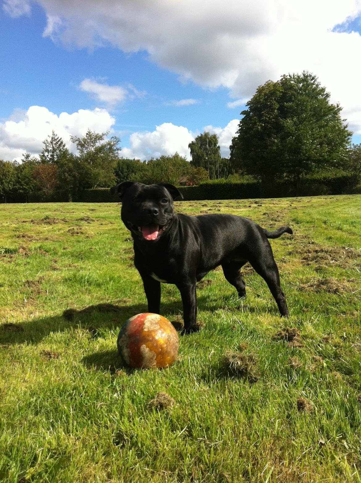 Staffordshire bull terrier Purestaffs Bright Hope Mi - Skyd nu mor ! billede 12