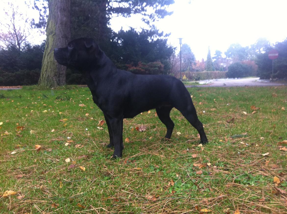 Staffordshire bull terrier Purestaffs Bright Hope Mi billede 13