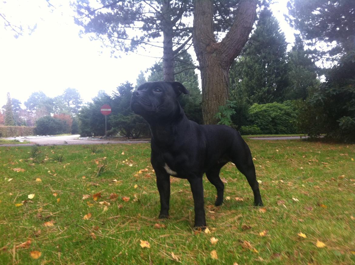 Staffordshire bull terrier Purestaffs Bright Hope Mi billede 14