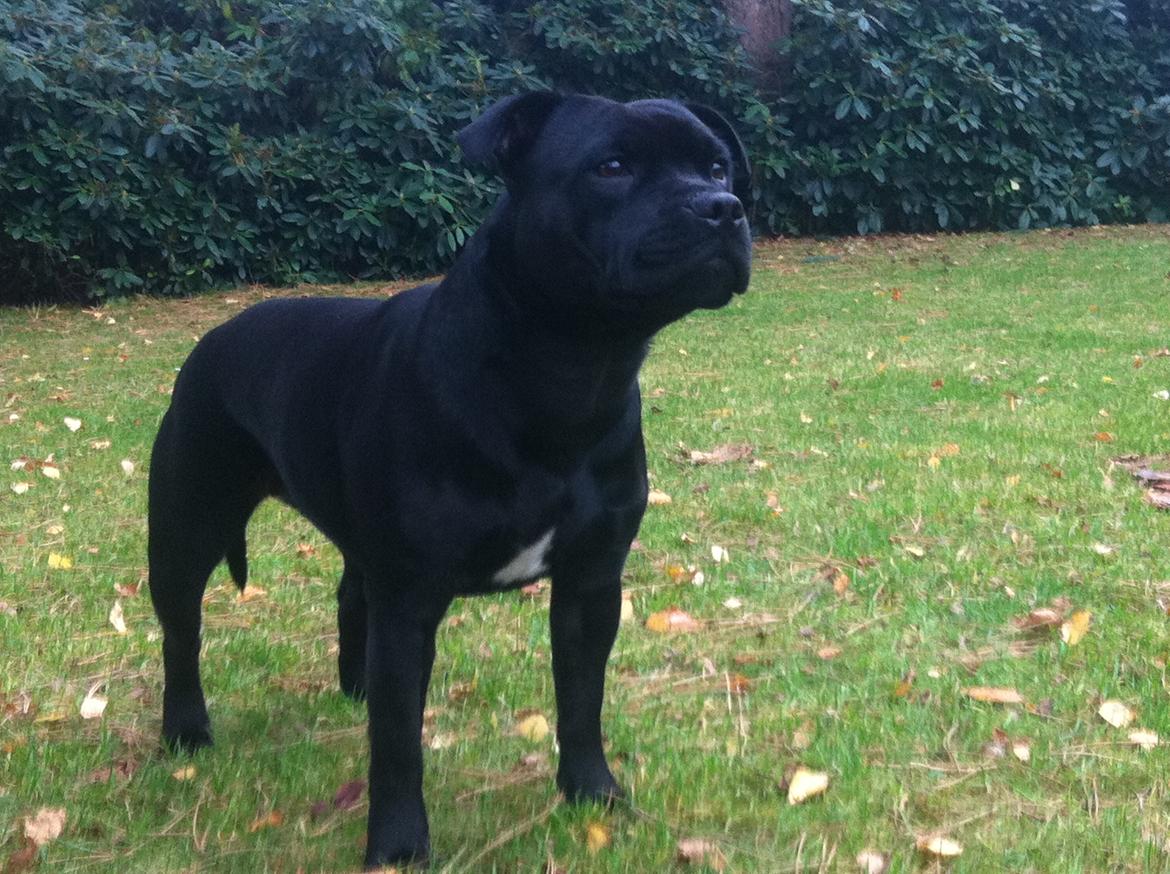 Staffordshire bull terrier Purestaffs Bright Hope Mi billede 15