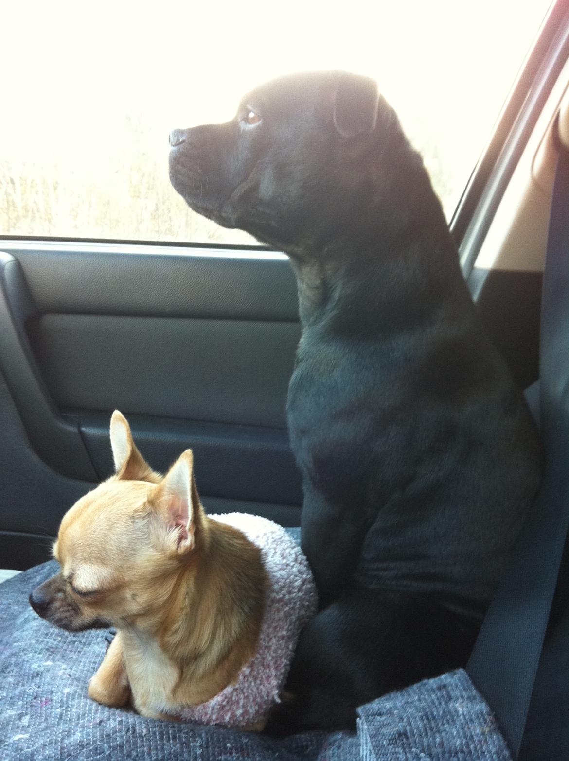 Staffordshire bull terrier Purestaffs Bright Hope Mi billede 16