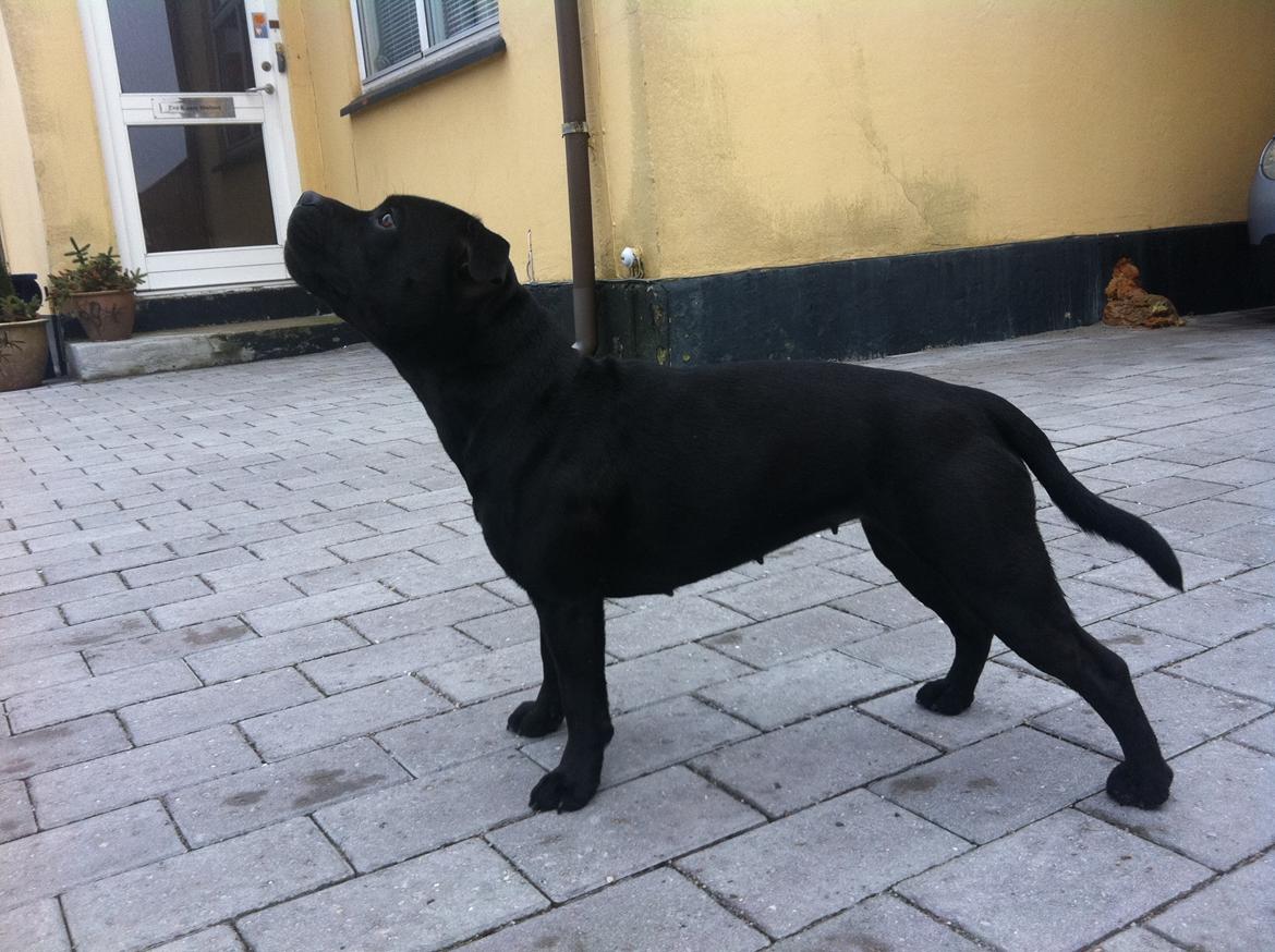 Staffordshire bull terrier Purestaffs Bright Hope Mi billede 17