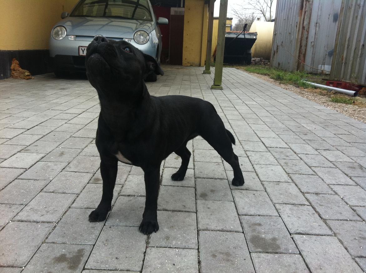 Staffordshire bull terrier Purestaffs Bright Hope Mi billede 18