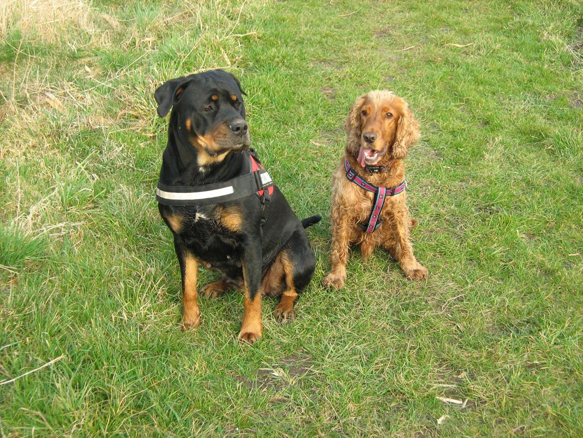 Blanding af racer Hunden ( rotte/cc ) - på tur med makkeren charlie :D .. mors hund billede 15