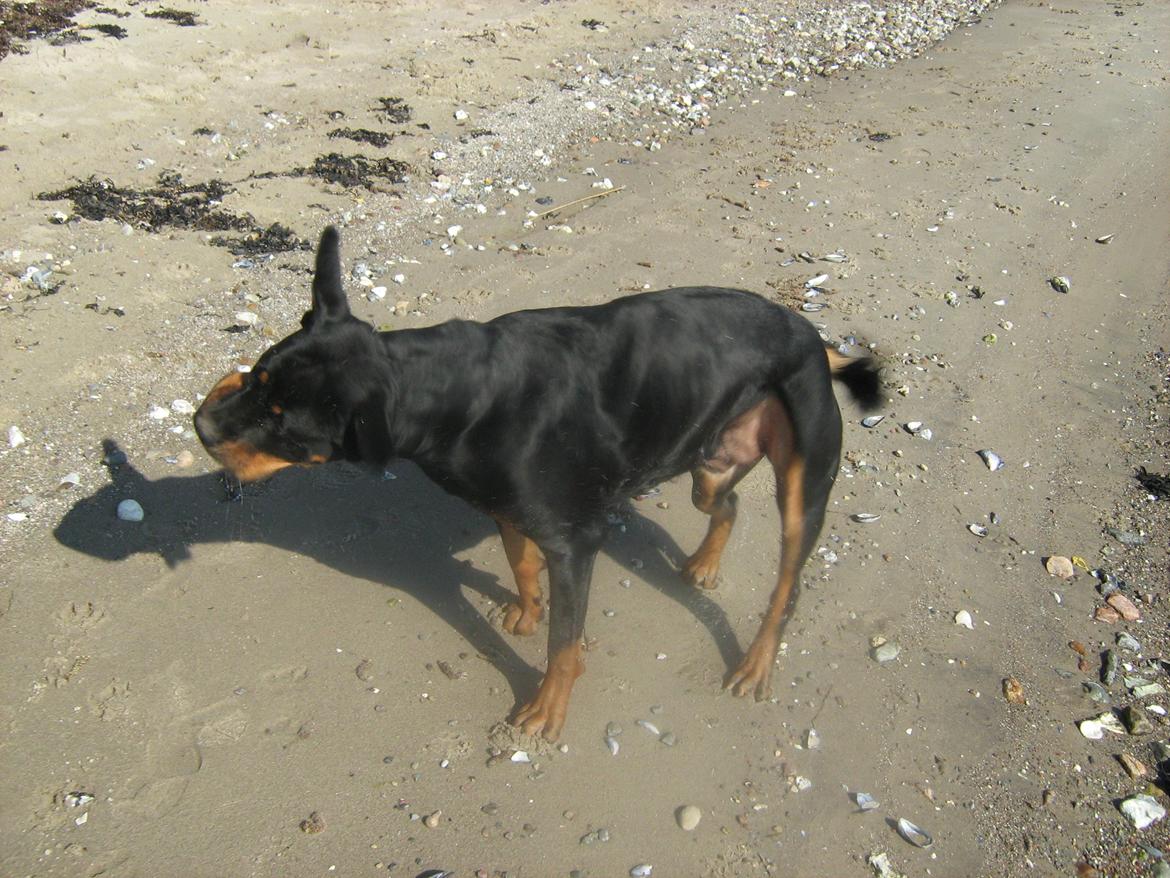 Blanding af racer Hunden ( rotte/cc ) - ryyyyyst den hale ;) billede 16