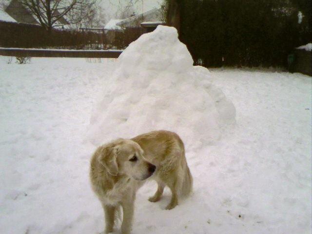 Golden retriever Chico *Himmelhunden* billede 4