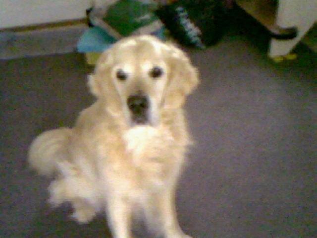 Golden retriever Chico *Himmelhunden* billede 7