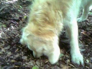 Golden retriever Chico *Himmelhunden* billede 18