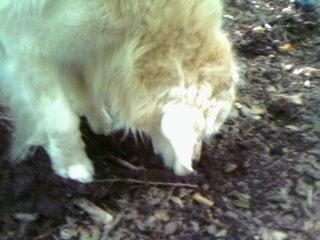 Golden retriever Chico *Himmelhunden* billede 8