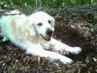 Golden retriever Chico *Himmelhunden* billede 10