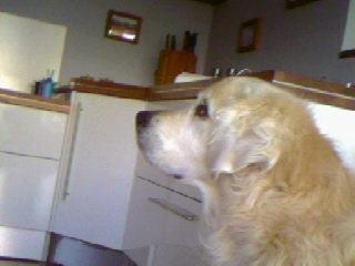 Golden retriever Chico *Himmelhunden* - Sidste morgen billede 11