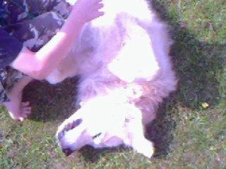 Golden retriever Chico *Himmelhunden* - sidste sommer billede 6