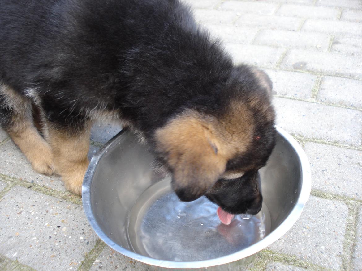 Schæferhund Jacques - Du og jeg, kan gå gennem ild og vand! <3 når bare vi står sammen <3 billede 2