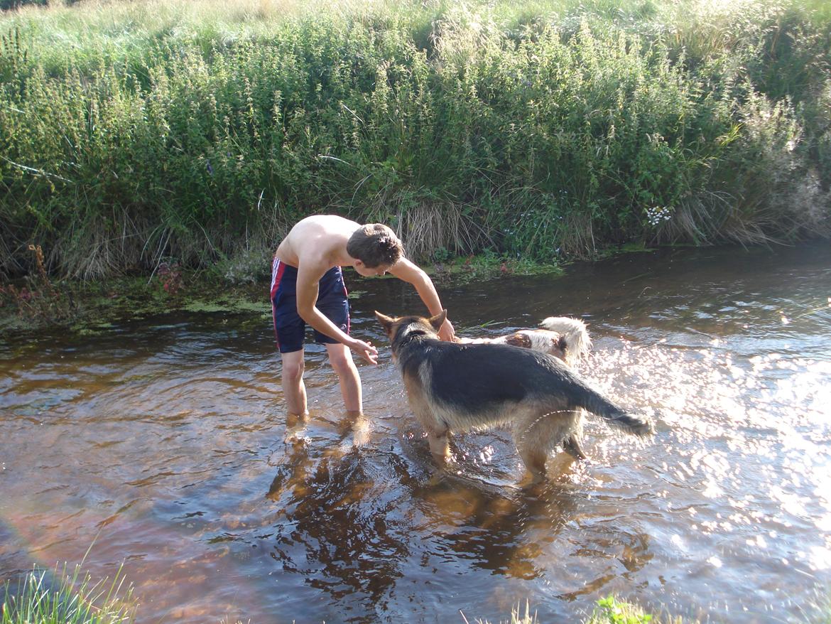 Schæferhund Jacques billede 7