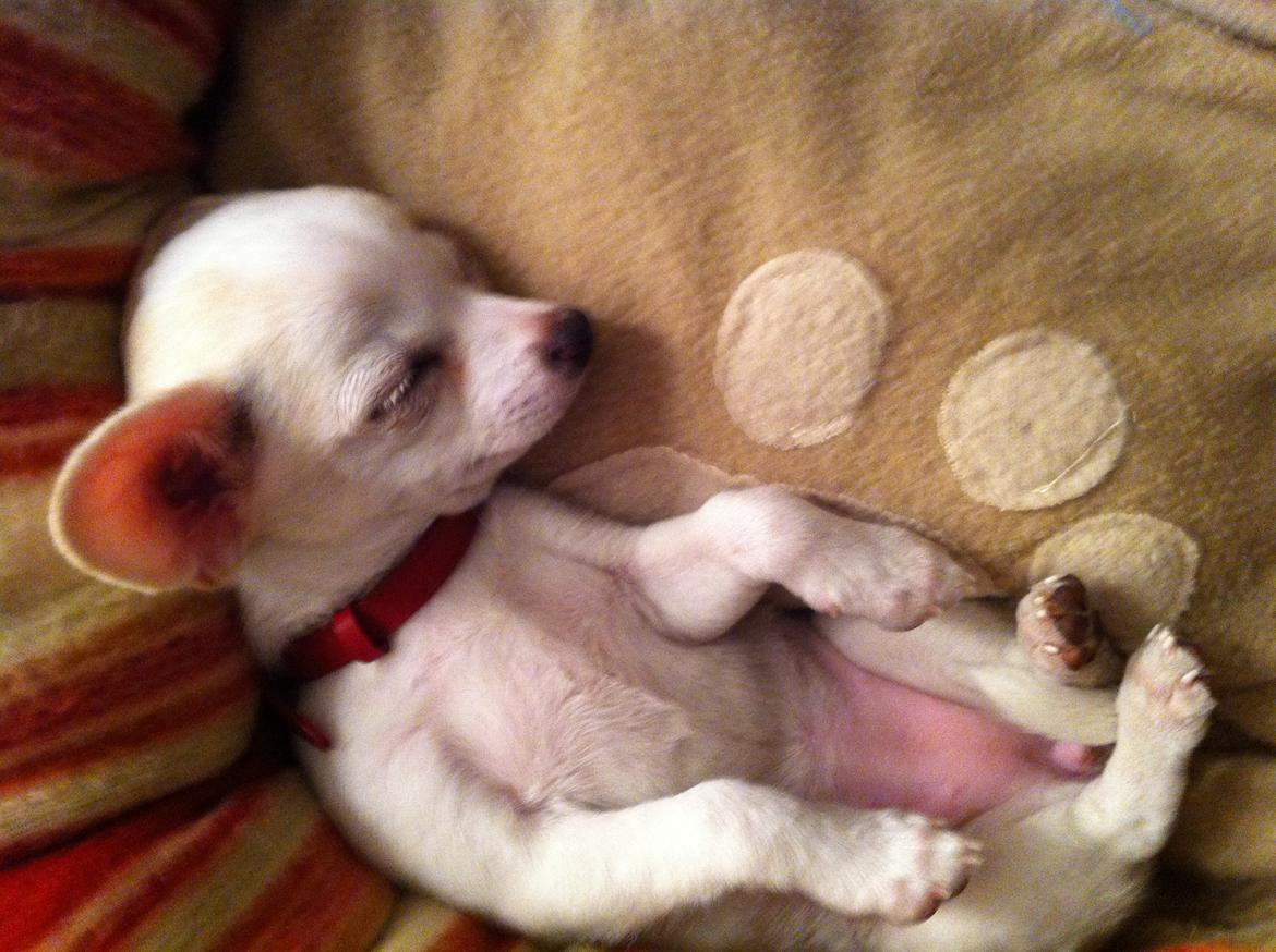 Chihuahua Pennie (himmelhund) billede 2