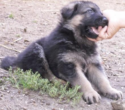 Schæferhund Jacques - Mhh ja, lige der <3 billede 9