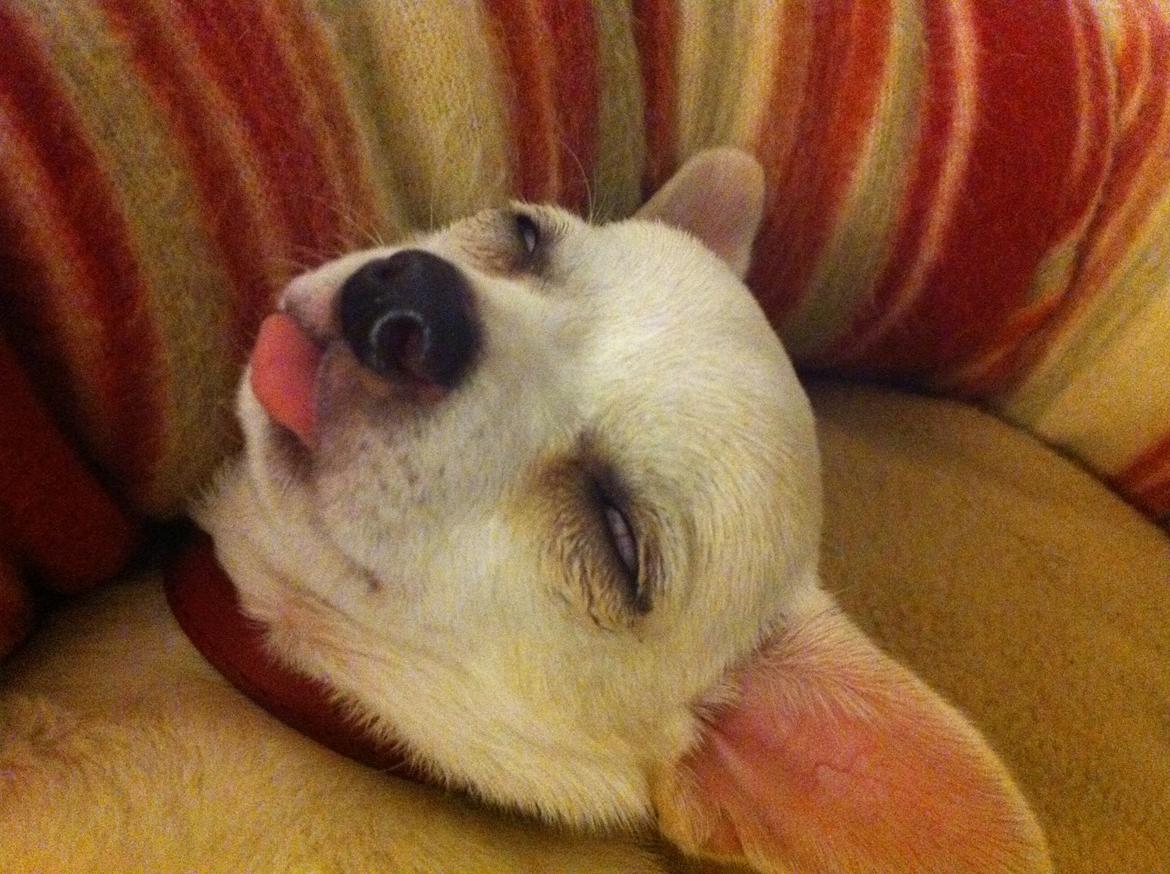 Chihuahua Pennie (himmelhund) - Pennie som sover meget tungt :p billede 17