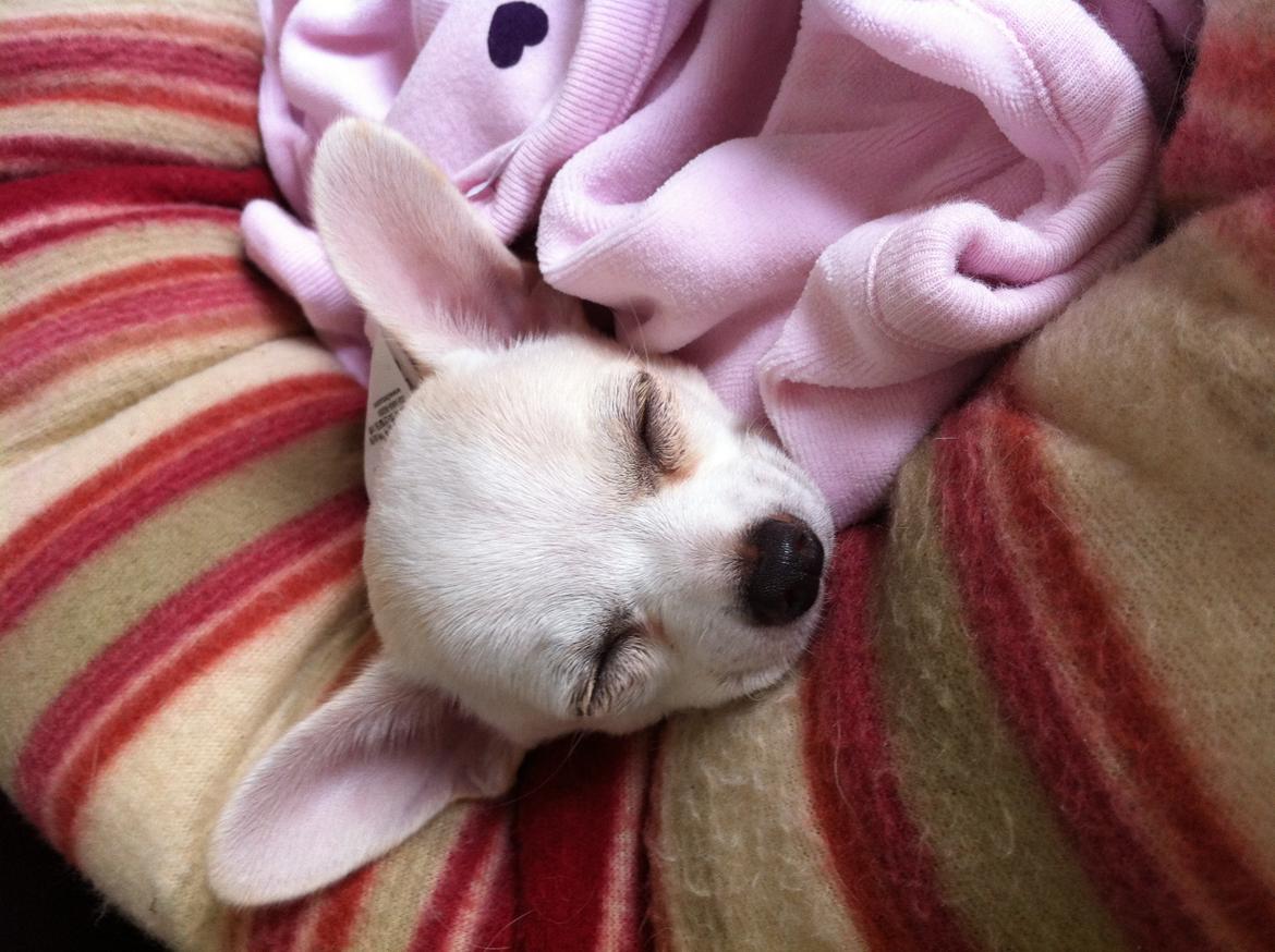 Chihuahua Pennie (himmelhund) billede 11