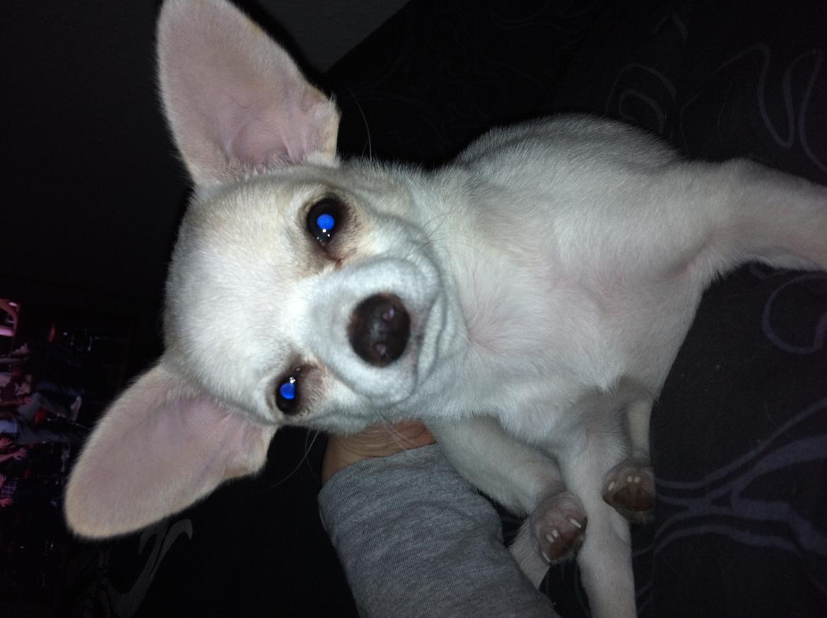 Chihuahua Pennie (himmelhund) billede 12