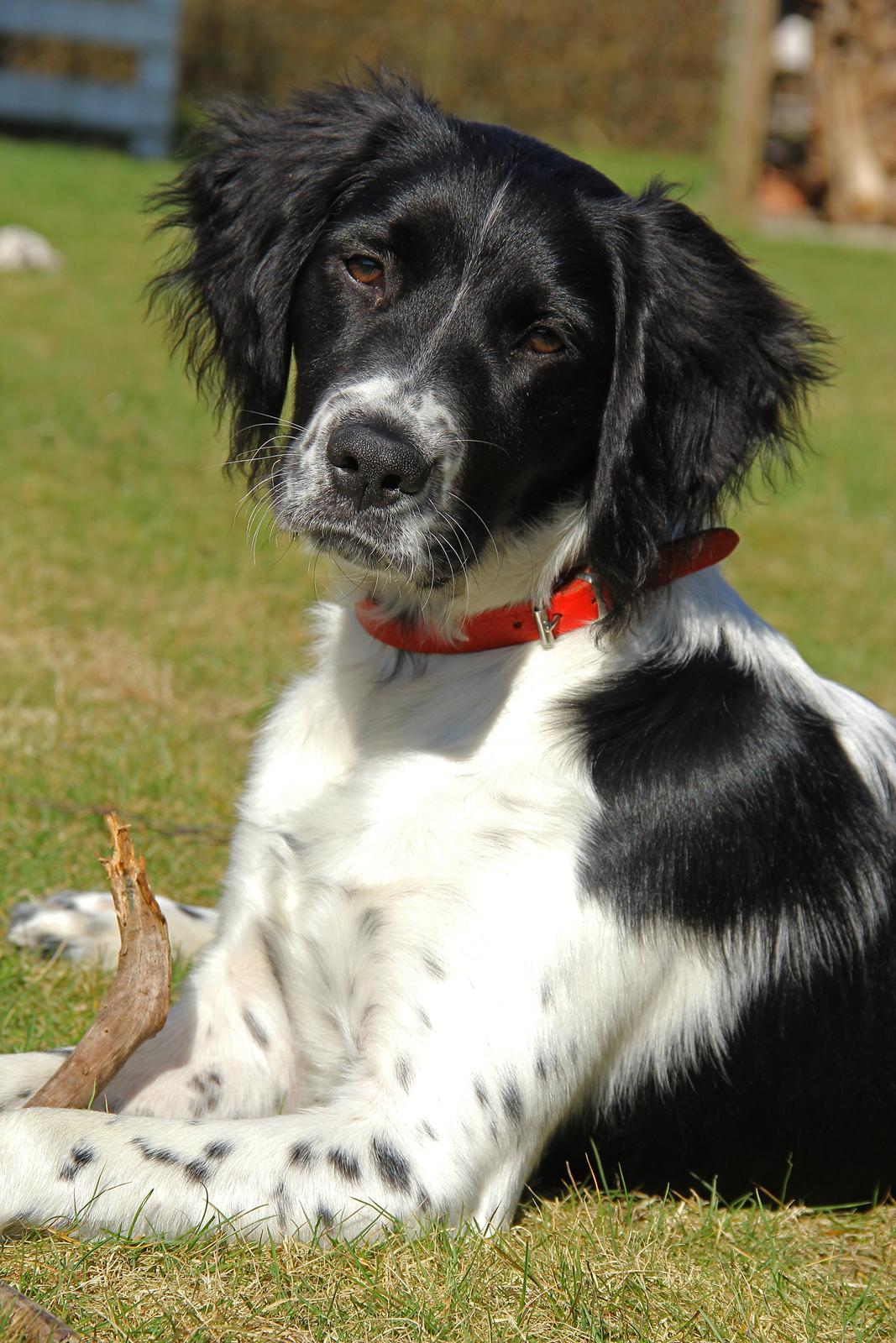 Blanding af racer Enzo billede 3