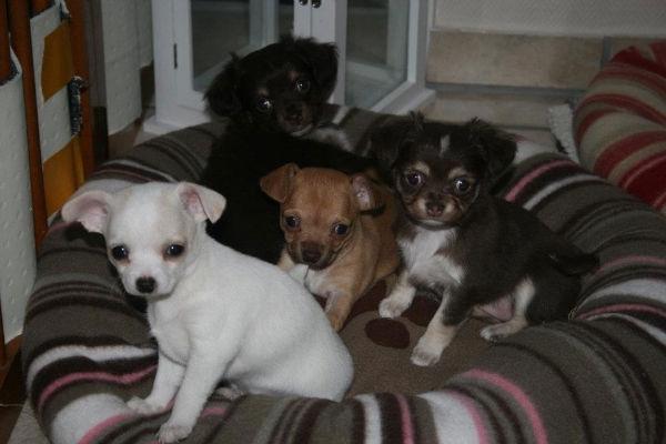 Chihuahua Pennie (himmelhund) - Pennie med sine søskende billede 13