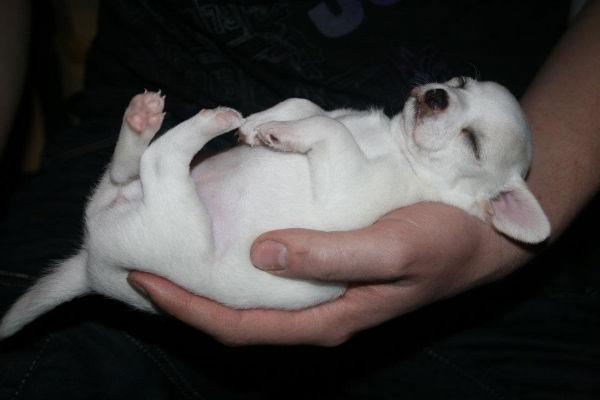 Chihuahua Pennie (himmelhund) billede 14