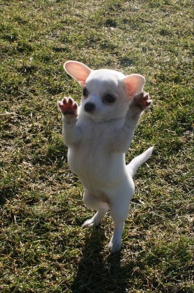 Chihuahua Pennie (himmelhund) - Danse danse , det er hun god til :D billede 9