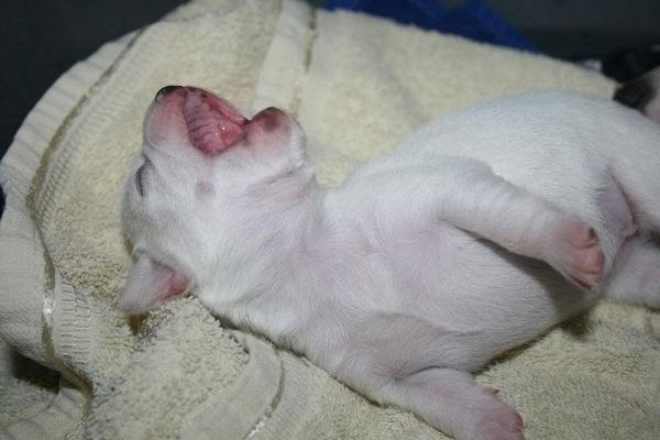 Chihuahua Pennie (himmelhund) - En meget ny baby Pennie billede 15