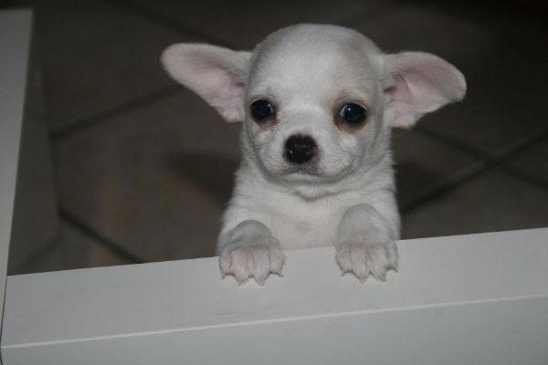 Chihuahua Pennie (himmelhund) billede 16