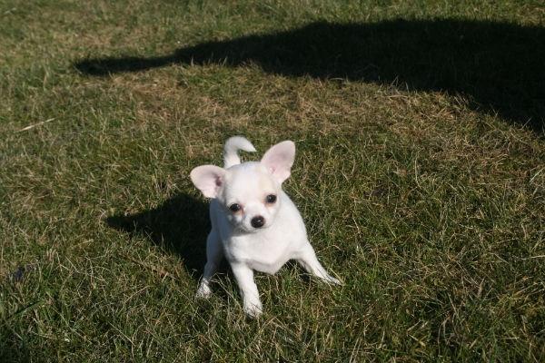 Chihuahua Pennie (himmelhund) billede 18