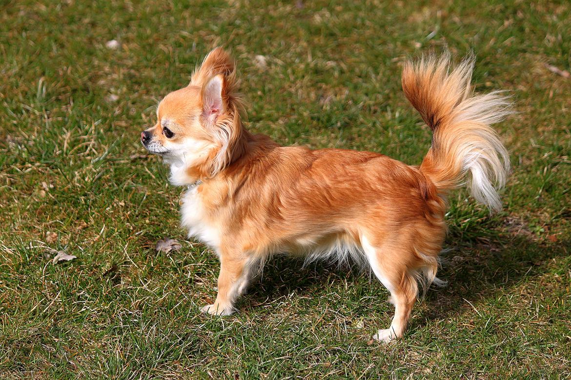 Chihuahua Frk Kvistes Abigail ~Abby~ billede 4