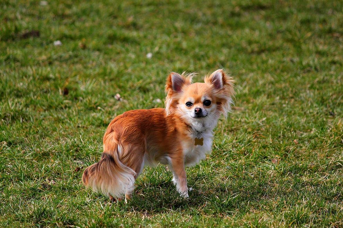 Chihuahua Frk Kvistes Abigail ~Abby~ billede 5