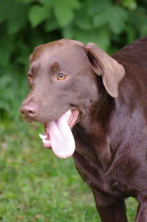 Labrador retriever William Jensen - Tungen lige i munden :) billede 6
