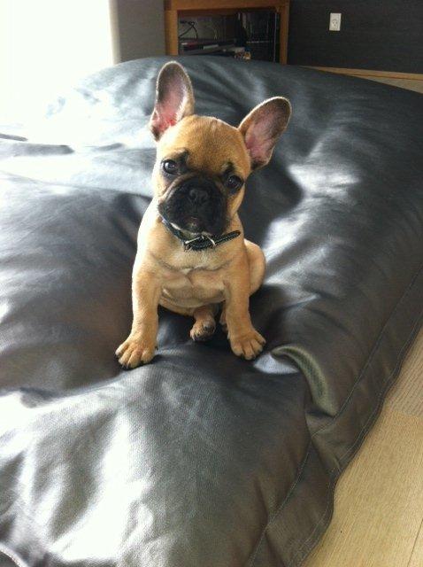 Fransk bulldog Agnes - Fatboy'en er skæg at løbe henover da den ændrer form under vejs. billede 2