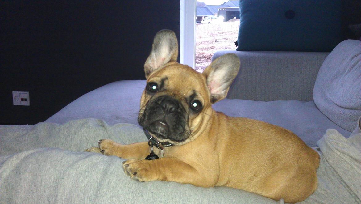 Fransk bulldog Agnes - Ahhh ligger lige og ser tv. billede 3