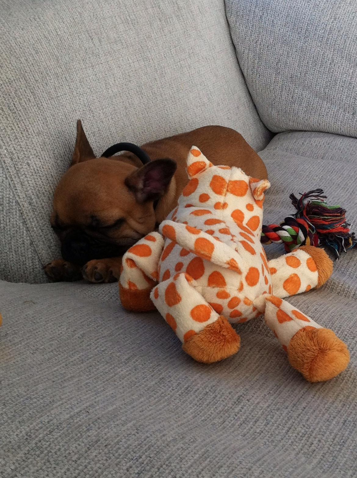 Fransk bulldog Agnes - Det er hårdt at være en lille buller. billede 4