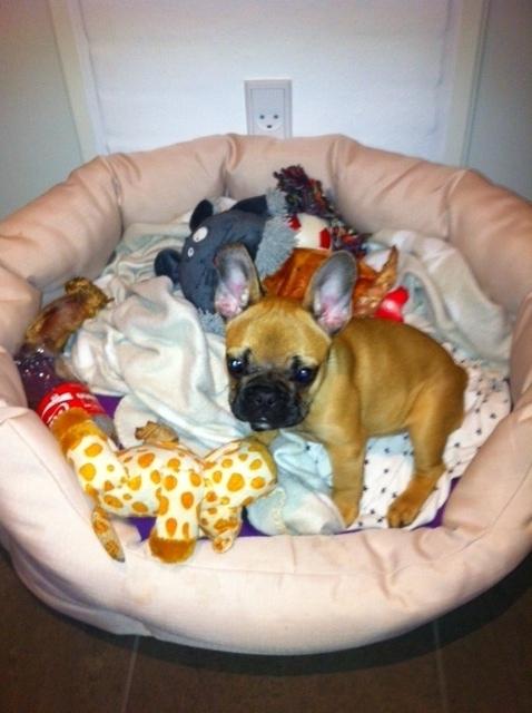 Fransk bulldog Agnes - Agnes med alle sine legesager billede 5