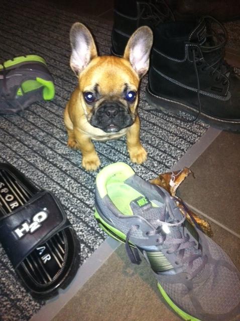 Fransk bulldog Agnes - Fars sko er et hit. billede 6