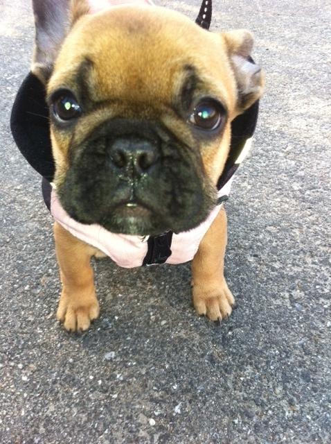 Fransk bulldog Agnes - Close up udendørs. billede 7