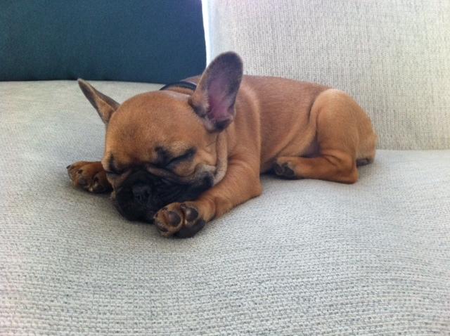 Fransk bulldog Agnes - Langt væk i buller drømmeland. billede 8