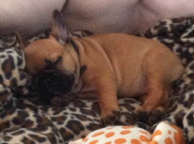 Fransk bulldog Agnes billede 10