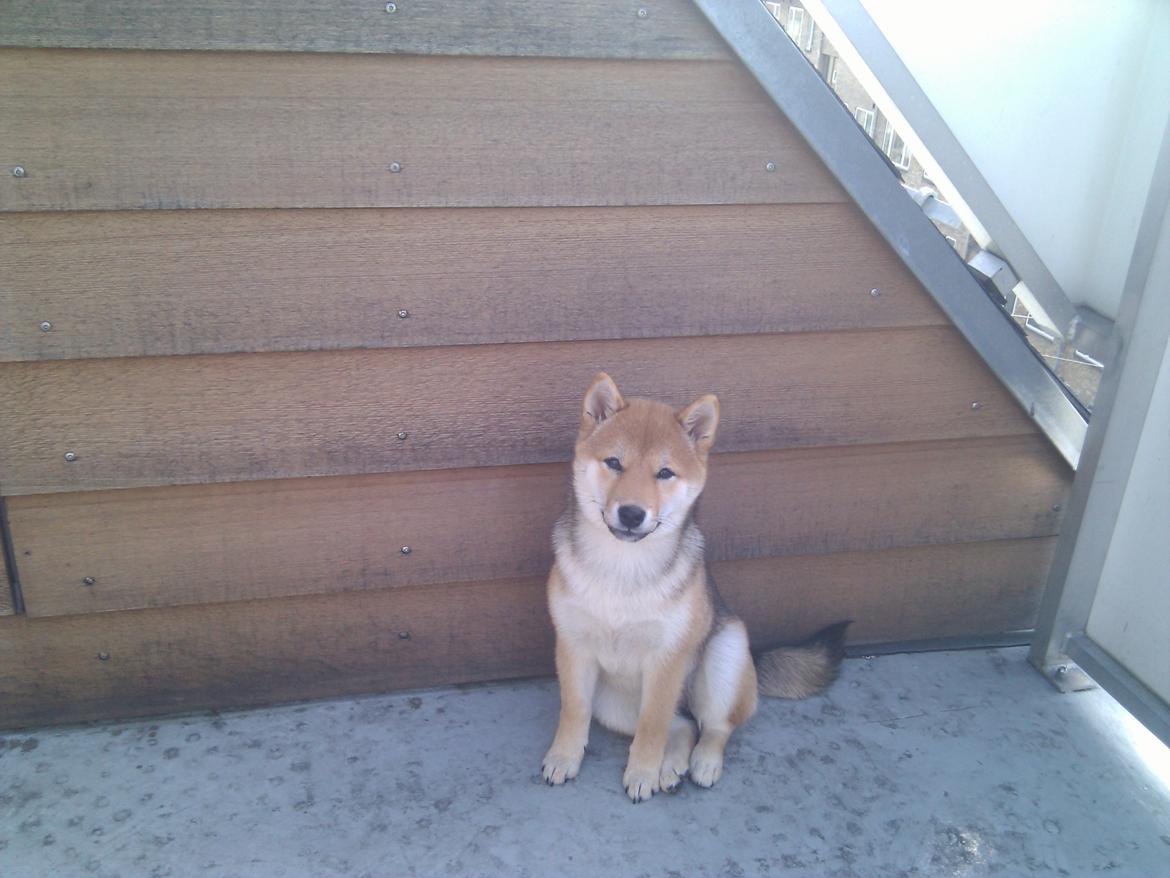 Shiba Aikou - På terassen billede 10
