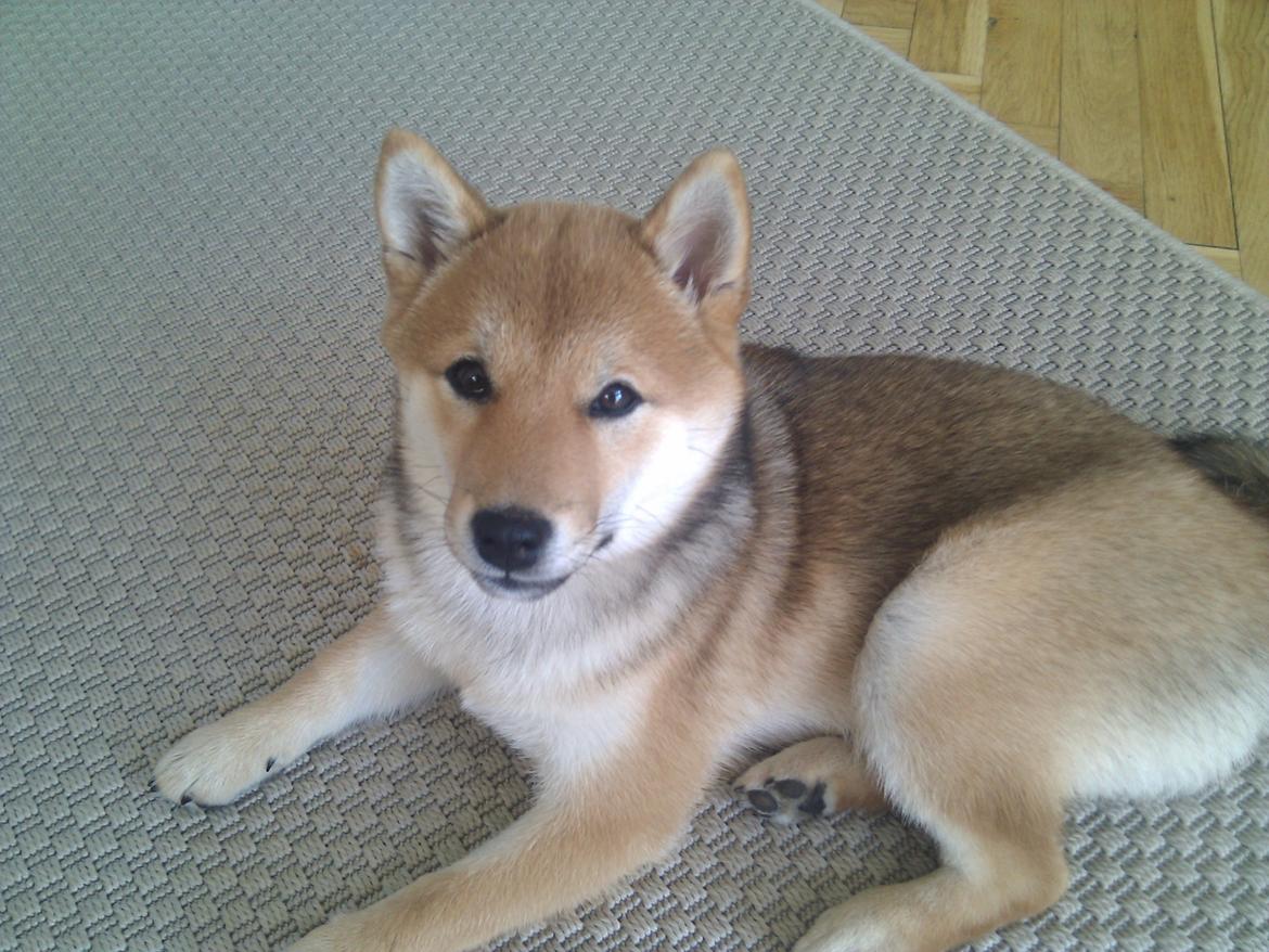 Shiba Aikou - 3½ måned gammel, billede taget 22.3.12 billede 11